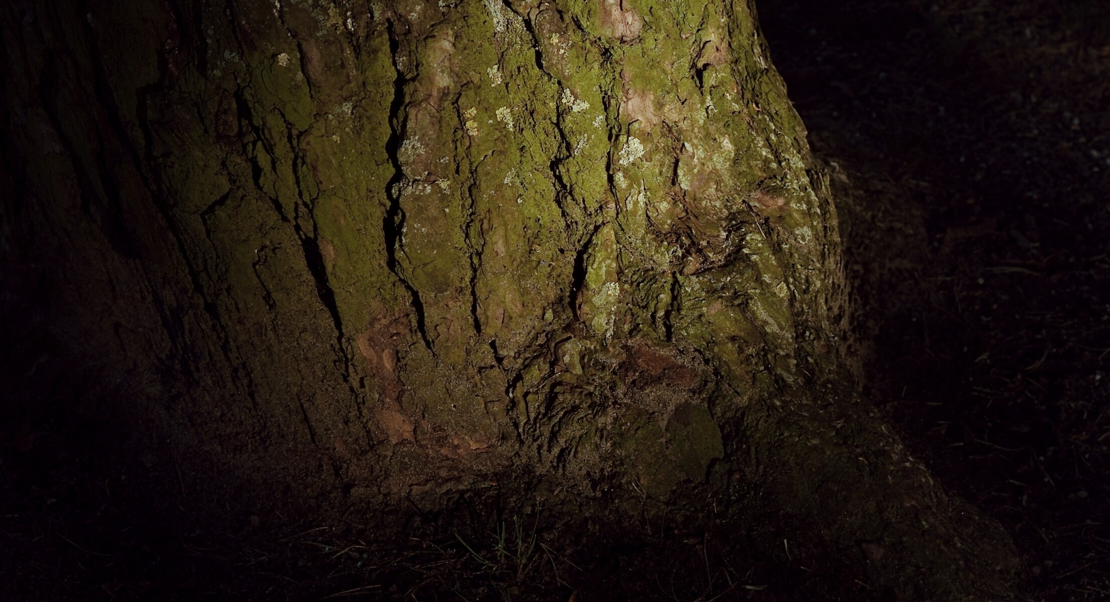 Tyrinėti Palangos gamtą – Birutės kalnas
